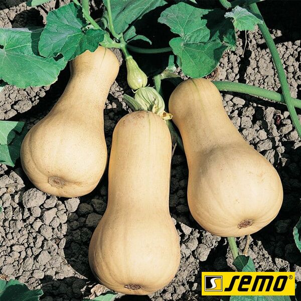 ЛИСЦИЯ (БУТТЕРНУТ) / LISCIY (BUTTERNUT) - семена тыквы, Semo