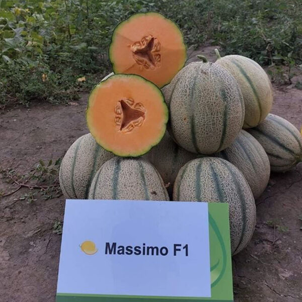 МАССІМО F1 / MASSIMO F1 - насіння дині, Syngenta