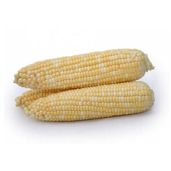 МАЙБІКО F1 / MAYBIKO F1 - насіння цукрової кукурудзи, May Seeds