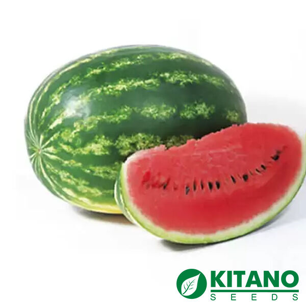 НАЙСІ (КС 638) F1 / NAYSI F1 - насіння кавуна, Kitano Seeds