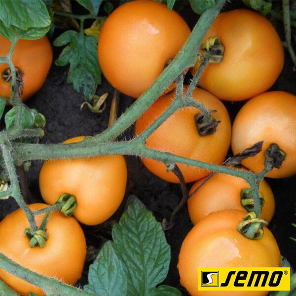 ОРАНЖ / ORANZH - семена томата (помидора), Semo