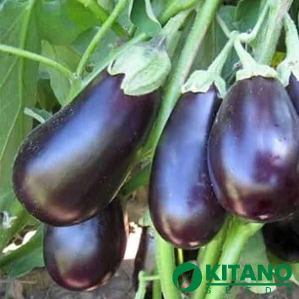 ПРАДО F1 / PRADO F1 - насіння баклажана, Kitano Seeds