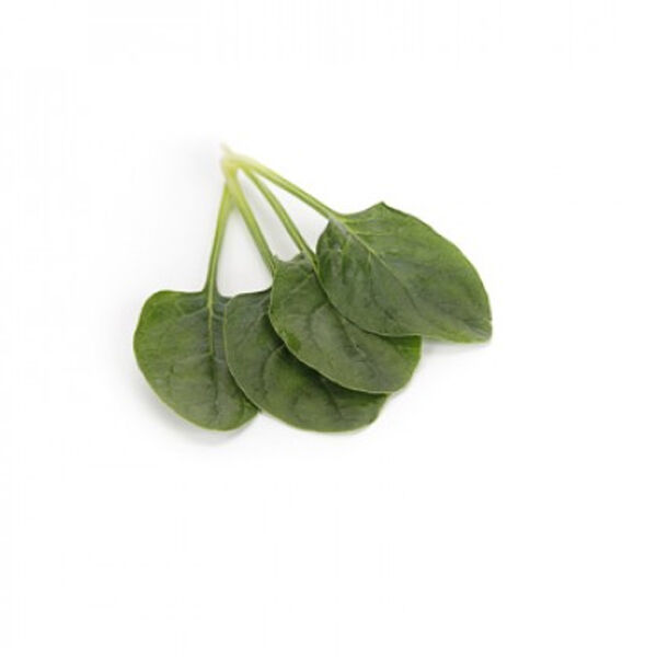 ПРОНГОРН F1 / PRONGNORN F1 - семена шпината, Rijk Zwaan