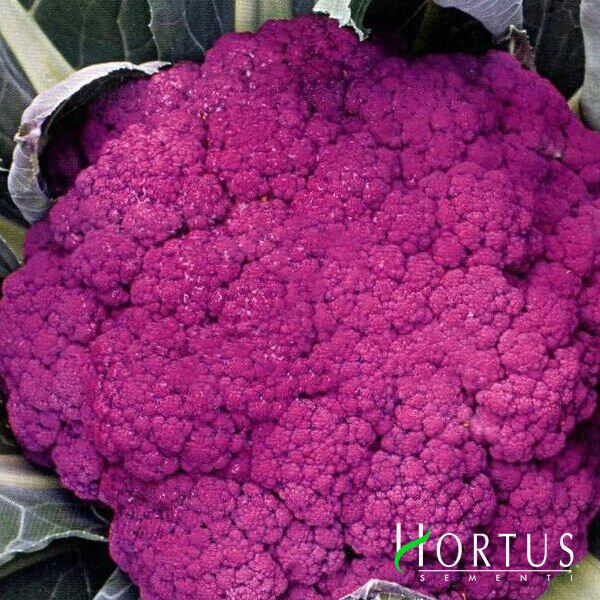 ПУРПУРНА СИЦИЛІЙСЬКА / PURPLE SICILIAN - насіння цвітної капусти, Hortus
