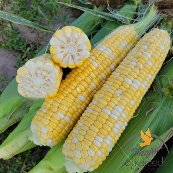 РЕСПЕКТ F1 / RESPECT F1 - семена сахарной кукурузы, Lark Seeds