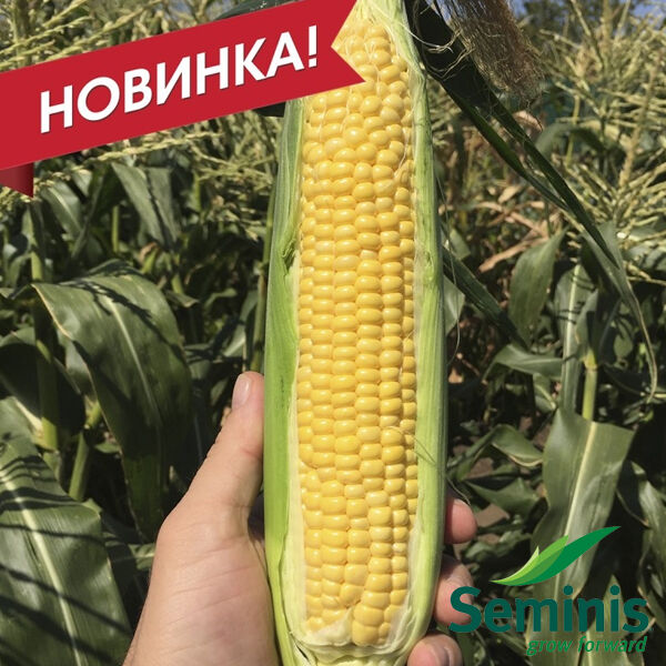 СВ 1446 F1 / SV 1446 F1 - семена сахарной кукурузы, Seminis
