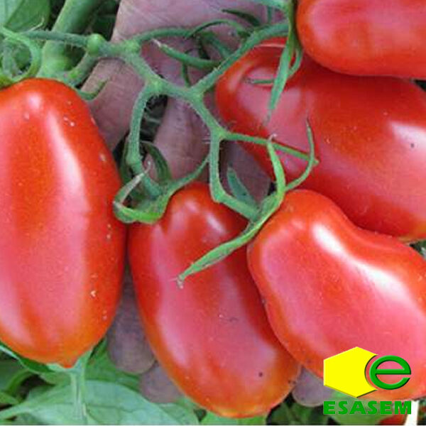 Купити насіння помідорів для теплиць в інтернет-магазині Bubochka.ua