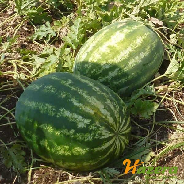 ВАСКО F1 / VASKO F1 - насіння кавуна, Hazera