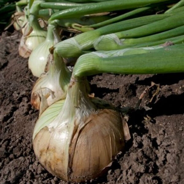 ВЕРДОН F1 (T-803) / VERDON F1 (T-803) - насіння цибулі, Takii Seeds
