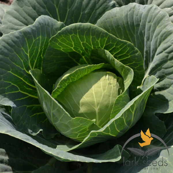 ВІРДЖИНІЯ F1 / VIRDZHINIIA F1 - насіння білоголової капусти, Lark Seeds