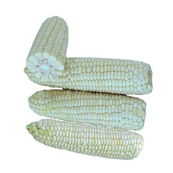ВАЙТ ТУЗ F1 / WHITE TUZ F1 - насіння цукрової кукурудзи, Lark Seeds