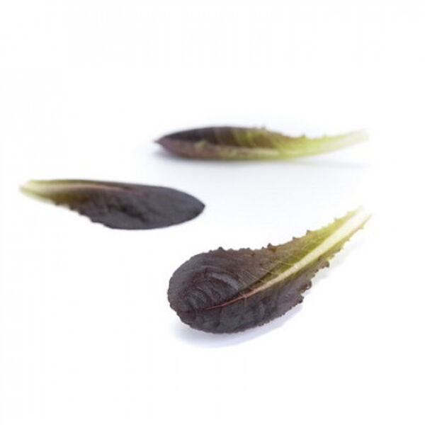 ДЗЕНАРДІ / ZANARDI - насіння салату, Rijk Zwaan