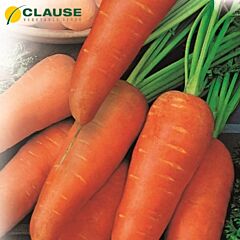 ШАНТАНЕ / CHANTANEY - насіння моркви, Clause