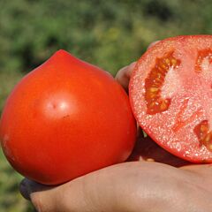 КАСТА F1 / CASTA (СУПЕРНОВА) F1 - насіння детермінантного томату, Clause
