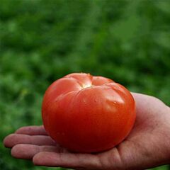 ПОЛБІГ F1 / POLBIG F1 - насіння детермінантного томату, Bejo