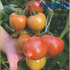 МЕЛАНЕТ F1 / MELANET F1 - насіння томату напівдетермінантного, Syngenta
