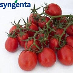 МІЦЕНО F1 / MICENO F1 - насіння детермінантного томату, Syngenta