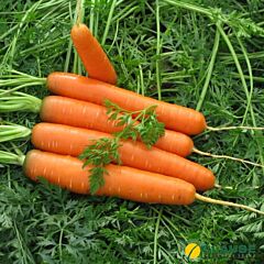 САТУРНО F1 / SATURNO F1 - насіння моркви, Clause