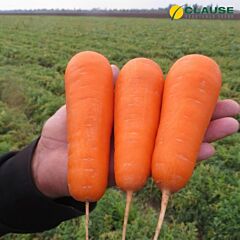 БОЛІВАР F1 / BOLIVAR F1 - насіння моркви, Clause