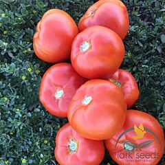 1801 F1 - насіння томата (помідора), Lark Seeds