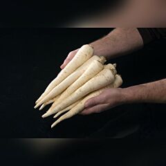 ИГЛ / EAGL - семена петрушки корневой, Bejo