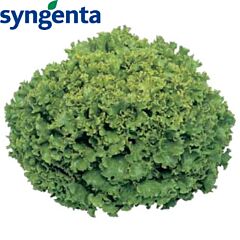 ФАНЛИ F1 / FUNLY F1 - насіння салату листового, Syngenta