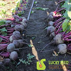 ВОЄВОДА F1 / VOEVODA F1 - насіння столового буряку, Lucky Seed