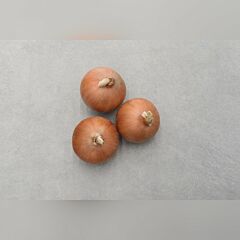 СТИНГРЕЙ F1 / STINGREY F1 - семена лука, Bejo