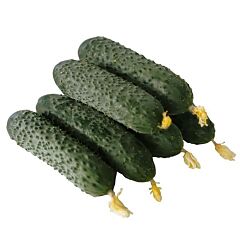 ЕС 22001 F1 / ES 22001 F1 - семена огурца, Ergon Seed