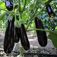 ЕС 35007 F1 / ES 35007 F1 - семена баклажана, Ergon Seed