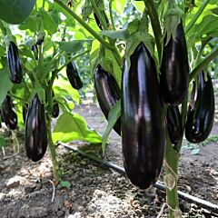 ЕС 35008 / ES 35008 - семена баклажана, Ergon Seed