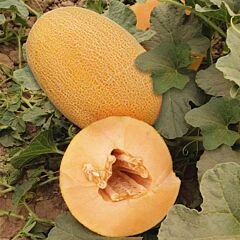 ЕС 25157 F1 / ES 25157 F1 - насіння дині, Ergon Seed