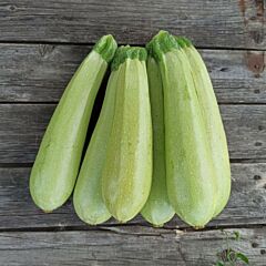 АМИНО (ЕС 621) F1 / AMINO (ES 621) F1 - семена кабачка, Ergon Seed