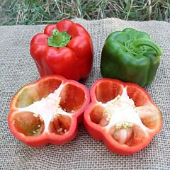 САЛАЗАР (ПЛ 6720) F1 / SALAZAR (PL 6720) F1 - семена перца, Ergon Seed