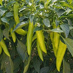 ЕС 7520 F1 / ES 7520 F1 - семена перца, Asia Seed