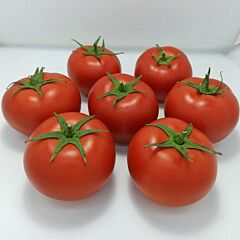 БАНДЕРАС (ПЛ 6212) F1 / BANDERAS (PL 6212) F1 - семена томата (помидора), Asia Seed