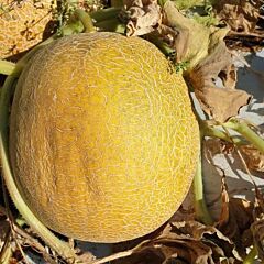 САРА F1 (ИНХ 1231 F1) / SARA F1 (INX 1231 F1) - семена дыни, INNOVA SEEDS