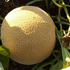 НОРА F1 (ИНХ 1234 F1) / NORA F1 (INX 1234 F1) - семена дыни, INNOVA SEEDS