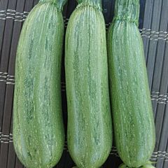 ЛАРРИ F1 (ИНХ 5273 F1) / LARRI F1 (INX 5273 F1) - семена кабачка, INNOVA SEEDS