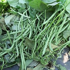 ВЕРА / VERA - семена фасоли, INNOVA SEEDS