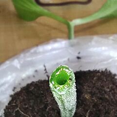 ТИТАН F1 / TITAN F1 - семена подвоя, INNOVA SEEDS
