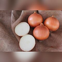 МИНИСТЕР F1 / MINISTER F1 - семена лука, Seminis