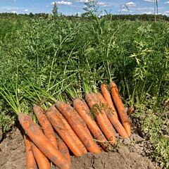 КАРРУБА F1 / CARRUBA F1 - насіння моркви, Seminis