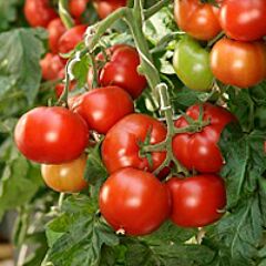 КОРВИНУС F1 / CORVINUS F1 — семена томата, Seminis