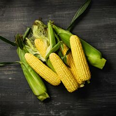 SCK-3636 — семена сахарной кукурузы, HARI SEEDS