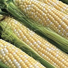 SCB-0108 — семена сахарной кукурузы, HARI SEEDS
