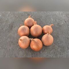 LC6886 F1 — семена репчатого лука, HARI SEEDS