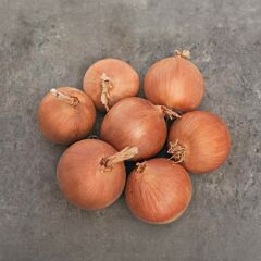 LH 3636 F1 — семена репчатого лука, HARI SEEDS
