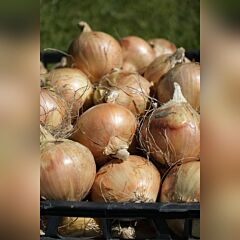 LR 0488 F1 — семена озимого репчатого лука, HARI SEEDS