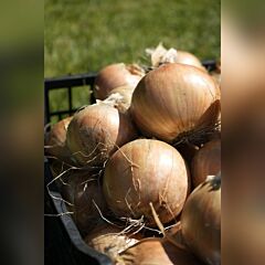 LP 2512 F1 — семена озимого репчатого лука, HARI SEEDS